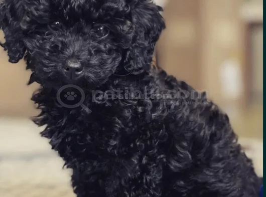 Siyah Toy Poodle Mükemnel Yavrularımız görsel