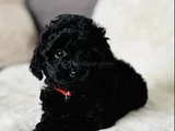 Siyah Toy Poodle Mükemnel Yavrularımız