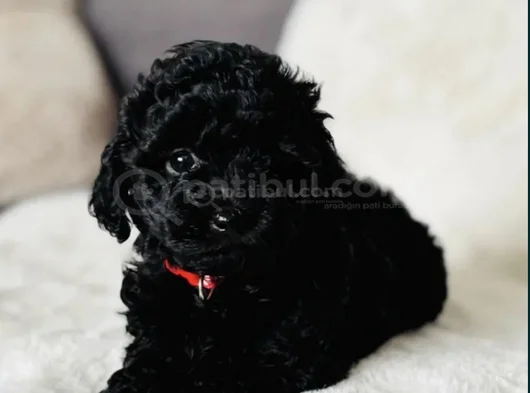 Siyah Toy poodle mükemnel yavrularımız
