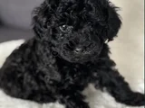 Siyah Toy Poodle Mükemnel Yavrularımız