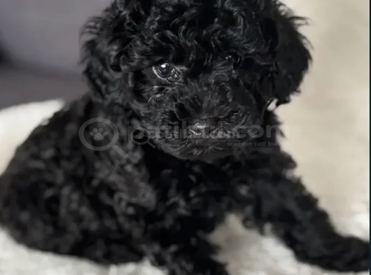 Siyah Toy Poodle Mükemnel Yavrularımız görsel