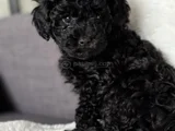 Siyah Toy Poodle Mükemnel Yavrularımız