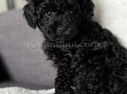 Siyah Toy Poodle Mükemnel Yavrularımız görsel