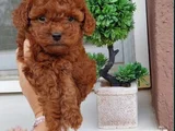 Red Brown Toy Poodle Yavrularımız