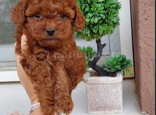 Red Brown Toy Poodle Yavrularımız görsel