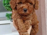 Red Brown Toy Poodle Yavrularımız