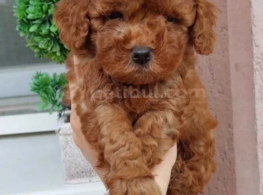 Red Brown Toy Poodle Yavrularımız görsel