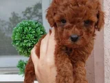 Red Brown Toy Poodle Yavrularımız