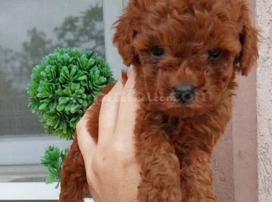 Red Brown Toy Poodle Yavrularımız görsel