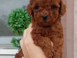 Red brown toy poodle yavrularımız