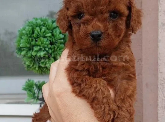 Red Brown Toy Poodle Yavrularımız