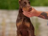 Doberman Kalitenin Zirvesi