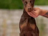 Doberman Kalitenin Zirvesi