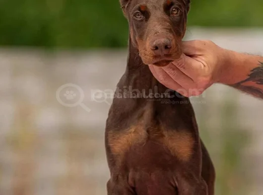 Doberman Kalitenin Zirvesi görsel