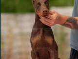 Doberman Kalitenin Zirvesi