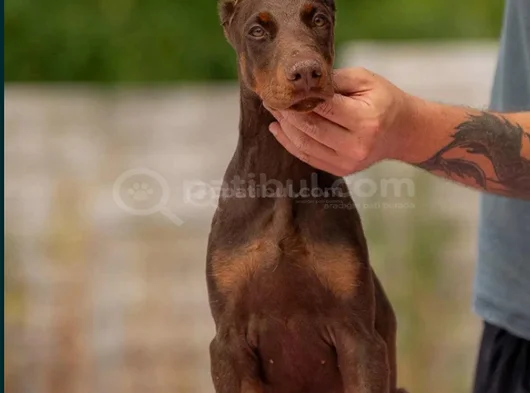 Doberman Kalitenin Zirvesi görsel