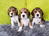 Beagle Mükemmel Yavrular