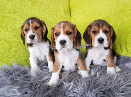 Beagle Mükemmel Yavrular görsel