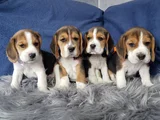Beagle Mükemmel Yavrular