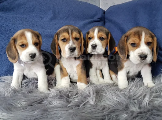 Beagle Mükemmel Yavrular görsel