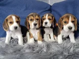 Beagle mükemmel yavrular