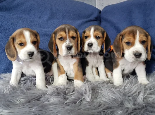 Beagle Mükemmel Yavrular