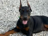 King doberman mükemmel yavrularımız