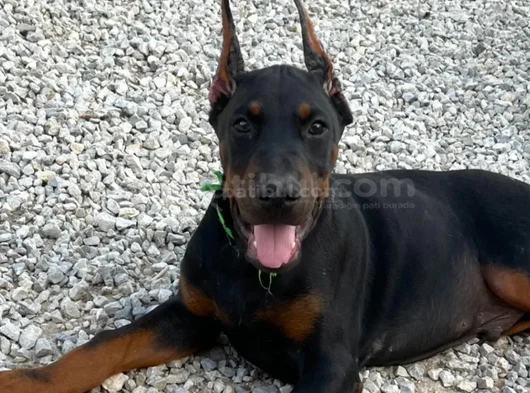 King Doberman Mükemmel Yavrularımız