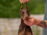 Doberman kalitenin zirvesi