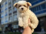 TEDDY FACE  Orjinal KORE Maltipoo Bebekle