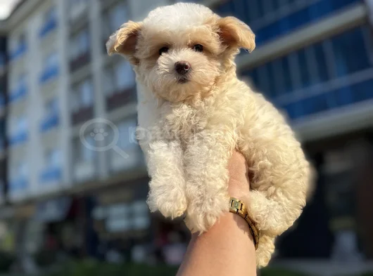 Teddy Face  Orjinal Kore Maltipoo Bebekle