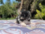 Tea Cup Panda Pomeranian Yavru