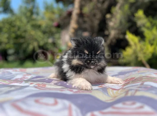 Tea Cup Panda Pomeranian Yavru görsel