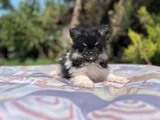 Tea Cup Panda Pomeranian Yavru