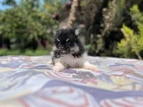 Tea Cup Panda Pomeranian Yavru