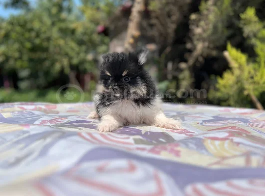 Tea Cup Panda Pomeranian Yavru görsel
