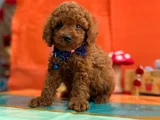 Çok Nadir Red Brown Mini Poodle Bebekler