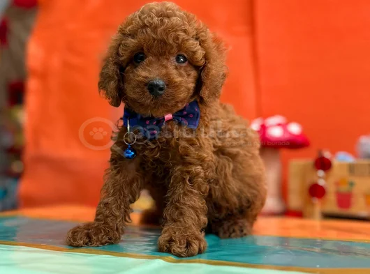 Çok Nadir Red Brown Mini Poodle Bebekler görsel