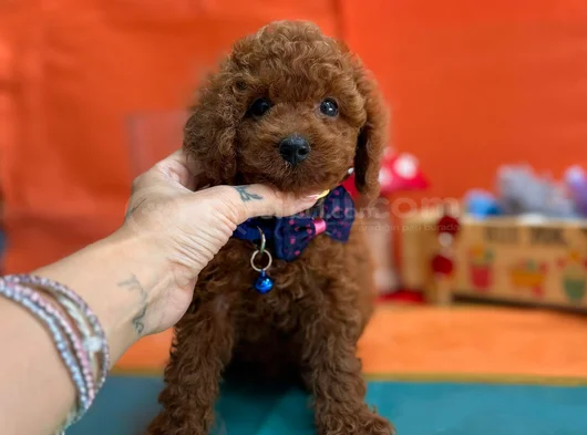 Çok Nadir Red Brown Mini Poodle Bebekler
