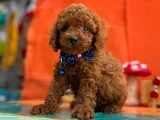 Çok Nadir Red Brown Mini Poodle Bebekler