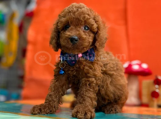 Çok Nadir Red Brown Mini Poodle Bebekler görsel