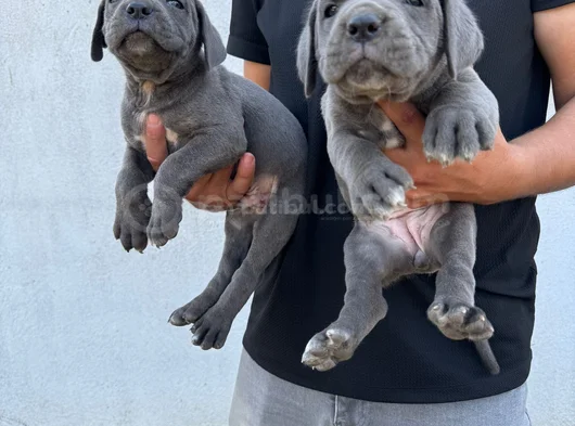 Safkan Mavi Göz Blue Cane Corso Yavrular görsel