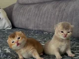 Safkan oyuncu golden ve beyaz yavrularım