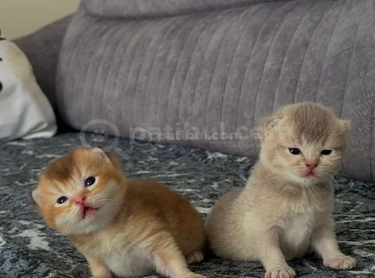 Safkan Oyuncu Golden Ve Beyaz Yavrularım