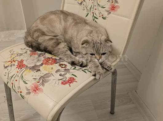 Yumak Prens Yeni Yuvasını Arıyor görsel