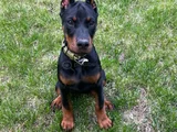 Doberman Yavrular