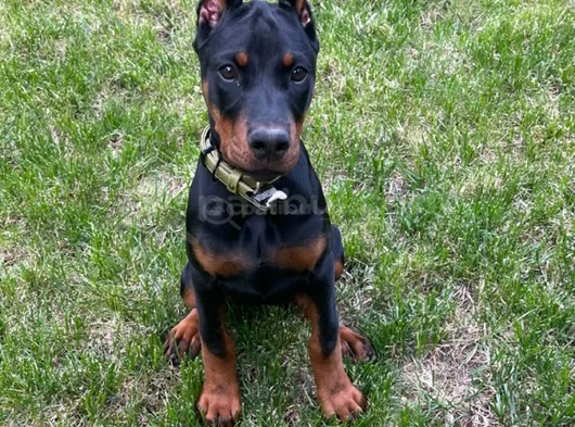 Doberman Yavrular görsel
