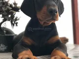 Doberman Yavrular