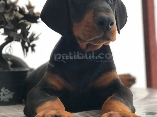 Doberman Yavrular görsel