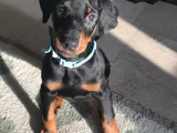 DOBERMAN YAVRULAR